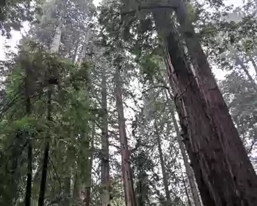IMG-20230226-132613 Sequoias.