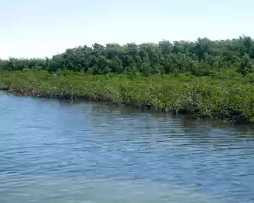 P1050743 Mangrove.