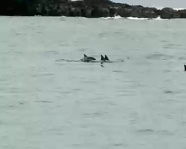 P1150224 Dolphins.