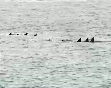 P1150233 Dolphins.