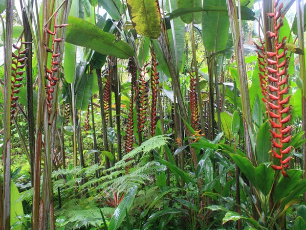 Hawaii Tropical Botanical Garden