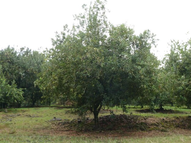 Macadamia Nuts Plantation