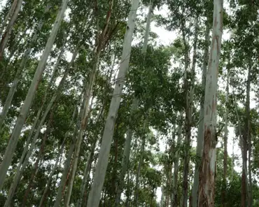 P1150406 Eucalyptus trees in Paauilo.