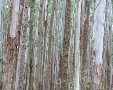 P1150408 Eucalyptus trees in Paauilo.