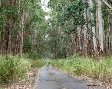 P1150409 Eucalyptus trees in Paauilo.