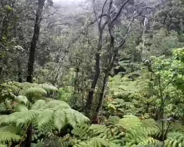 IMG_4365 Rain forest. Ohi'a trees form the canopy and tree ferns dominate the understory. The forest is drenched by rain: over 3m per year. This rain forest is the only...