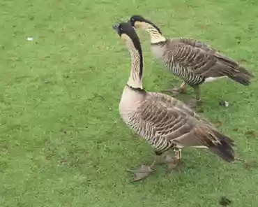 043 Nene, a goose species endemic to Hawaii. There were only 30 individuals left in 1952. Today there are 2500 individuals including those in captivity.