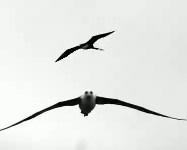 084 Laysan albatross (moli) and great frigatebird (iwa).