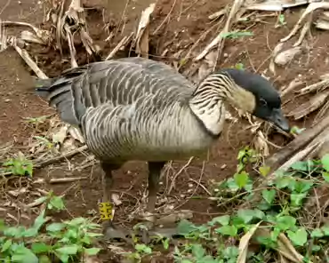 099 Nene, a goose species endemic to Hawaii. There were only 30 individuals left in 1952. Today there are 2500 individuals including those in captivity.