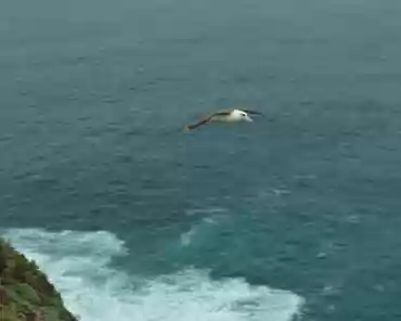 150 Laysan albatross (moli).