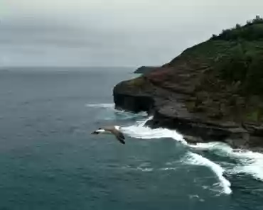 151 Laysan albatross (moli).