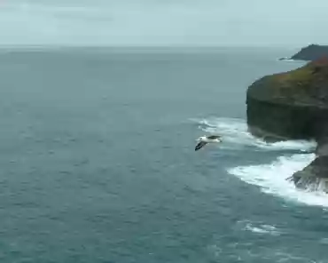 154 Laysan albatross (moli).