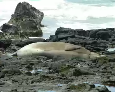 P1130850 Hawaiian monk seal, an endangered species, with less than 1500 individuals remaining.