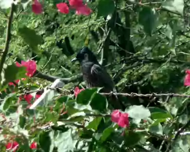 20140202211350 Myna, introduced from India in 1865.