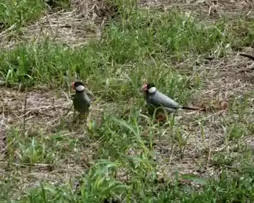 20140202211516 Java sparrow, introduced from Bali and Java.