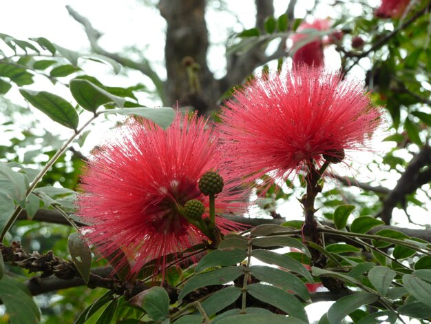 Botanical Garden