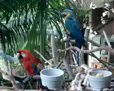 P1120603 Scarlet macaw and blue and gold macaw (South America).