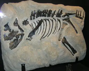 p3070033 Montanaceratops (65-70 million years).