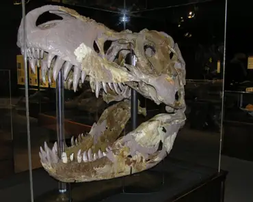 p3070041 T-rex skull (world's largest).