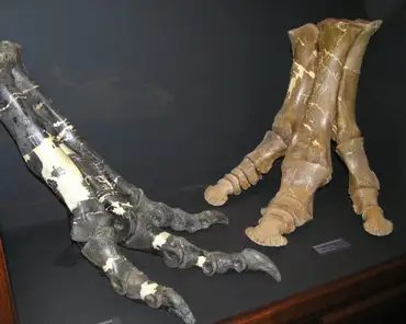 p3070052 Daspletosaurus and brachylophosaurus feet.