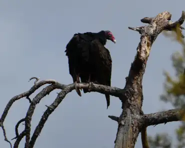 P1010545 Turkey vulture.
