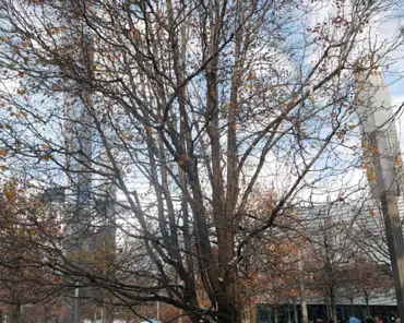 P1070957 Survivor tree, survived the 9/11 attacks.