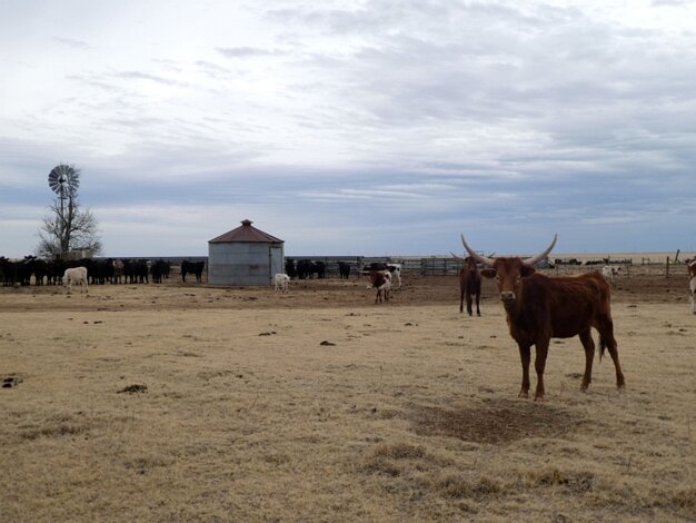 Longhorns