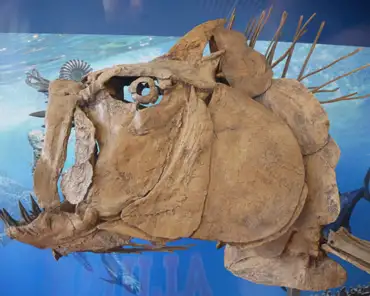 P1090529 Xiphactinus, a predator fish, up to 6m long, 90 million years ago.