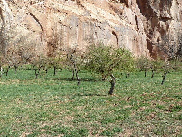 Fruita
