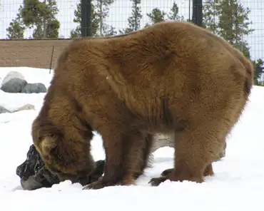 p3090080 Grizzly bear (600 kg, 60 km/h).